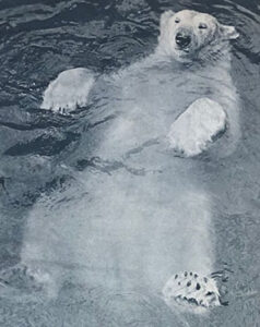 Polar bear water