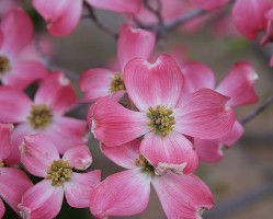 pink dogwood blooms