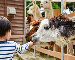 child feeding an alpaca