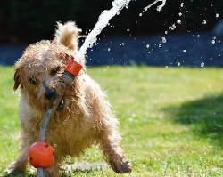puppy playing with a hose in the sun