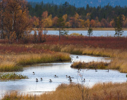 birds on water in autumnal landscape