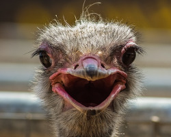 Head of an ostrich smiling