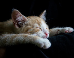 orange and white kitty sleeping
